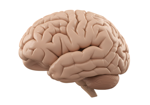 Detailed human brain anatomy, a marvel of science