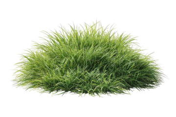 Lush, detailed view of a green, grassy clump isolated on a black background