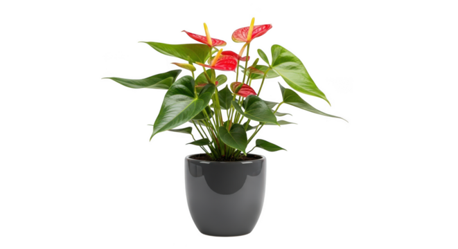 Vibrant red anthurium plant with lush green leaves in a modern gray pot isolated on transparent background
