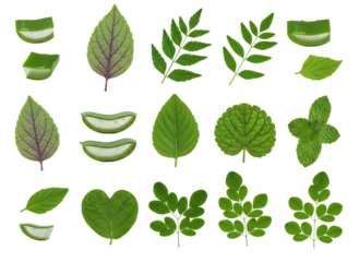 Collection of Medicinal Plant Leaves Individually Isolated on Transparent Background