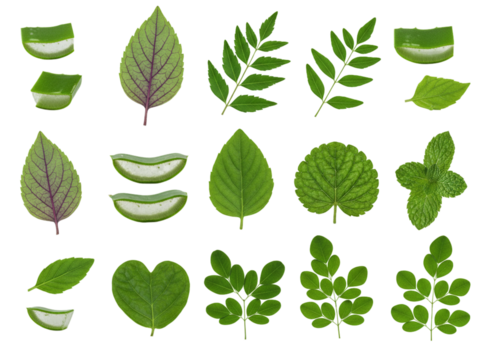 Collection of Medicinal Plant Leaves Individually Isolated on Transparent Background