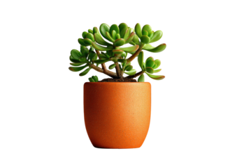 A green succulent plant sits in a brown pot isolated on a black background