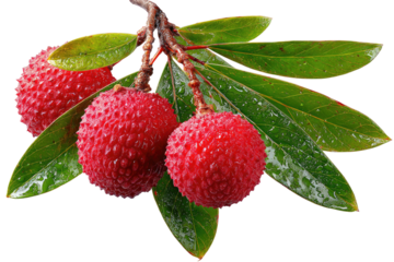 Three red, textured fruits on a branch with green leaves, droplets visible