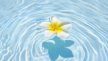 White Plumeria Flower Floating on Water