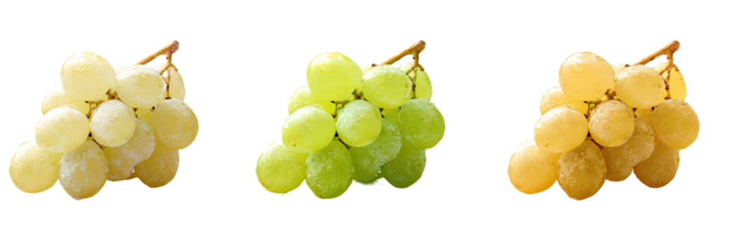 Three bunches of grapes showcase color variations pale yellow, green, and amber on black