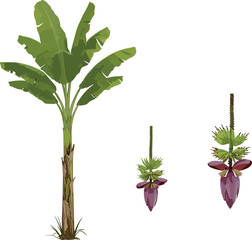 Banana plant growth stages, botanical flower development, tropical agriculture vector, cad drawing flat vector illustration, educational farming concept
