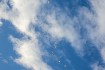 Flock of Birds Flying in Cloudy Blue Sky