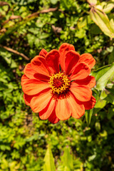 A spring flower of orange zinnia that bloomed in the garden. delicate flower petals with a yellow core. Front vertical view. background green leaves.