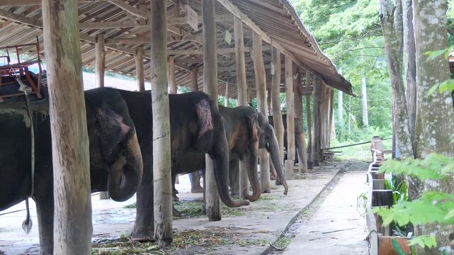 Unethical Tourist Industry, Man-made Wildlife Shelter, Animal Captivity