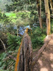 Tropical forest on the slopes of Mount Prau, Wonosobo with trees covered in moss.