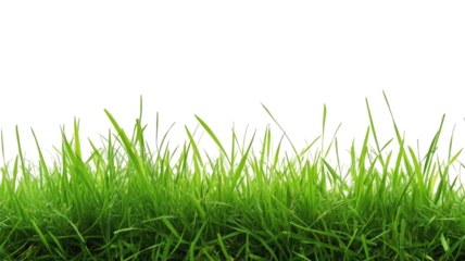Lush green border grass plant with fresh blades of lawn foliage used for garden edging and landscaping isolated on white background