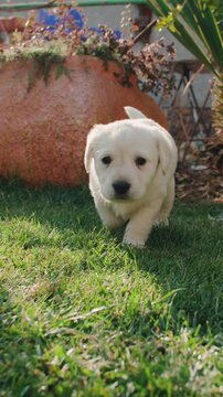 cute labrador puppy running toward camera on green lawn near house vertical slow motion video symbol of happy childhood joyful pet lifestyle adorable home moment fluffy playful dog tail wagging
