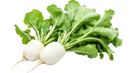 Fresh white radish with green leaves and smooth root surface showing healthy organic vegetable and natural food detail isolated on white background