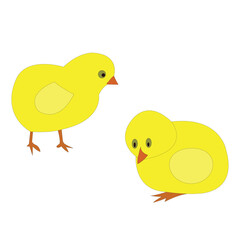 baby chicken 