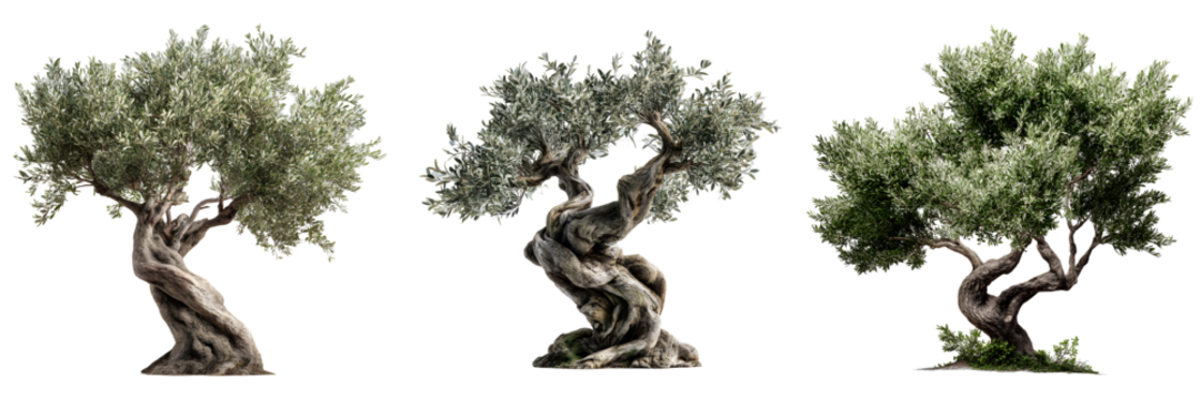Set of ancient olive trees, isolated on transparent background