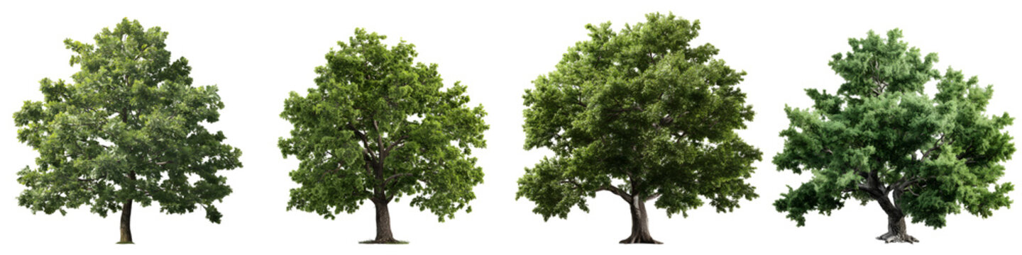 Set of mature oak trees with green canopy, isolated on transparent background