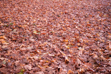 Dry autumn leaves covering the ground. Natural fall background with brown and orange leaf texture, perfect for seasonal or nature-themed designs.