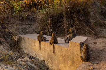 Serengeti National Park, Tanzania: Olive Baboon Family Resting on Concrete Structure at Golden Hour