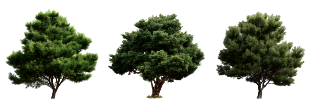 Set of ornamental pine trees, isolated on transparent background