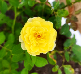 yellow rose bush