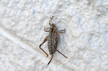 Least Shieldback katydid (Atlanticus monticola)