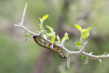 Pyrrha's Prominent Moth (Cargida pyrrha)