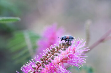 unidentified beetle