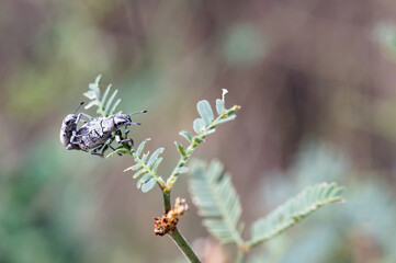 unidentified beetles mating