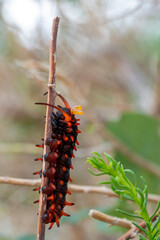 Pipevine Swallowtail (Battus philenor) exposing osmeterium