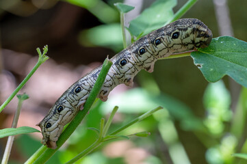 Terloo Sphinx (Proserpinus terlooii)