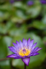 Fototapeta premium Close up vertical shot of purple loty with blur background.