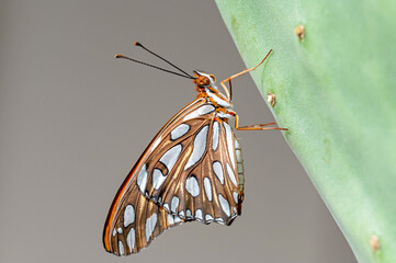 Gulf Fritillary (Dione vanillae) on prickly pear cactus