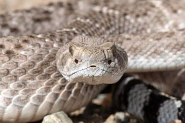 Western Diamondback Rattlesnake (Crotalus atrox)