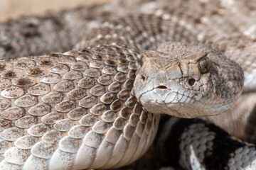 Western Diamondback Rattlesnake (Crotalus atrox)