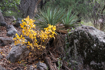 Southwestern Coral Bean (Erythrina flabelliformis) in fall color