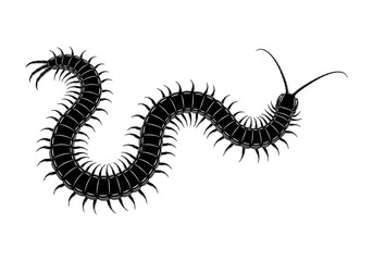Centipede Silhouette Black Vector SVG