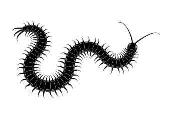 Centipede Silhouette Black Vector SVG