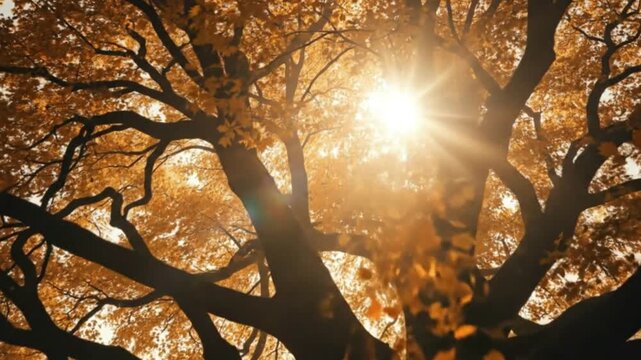 Sunlight beams through a large trees autumn canopy illuminating golden-orange leaves and silhouetting strong branches against a bright sky