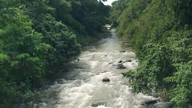 River flow and stream between trees in Botanical Garden
