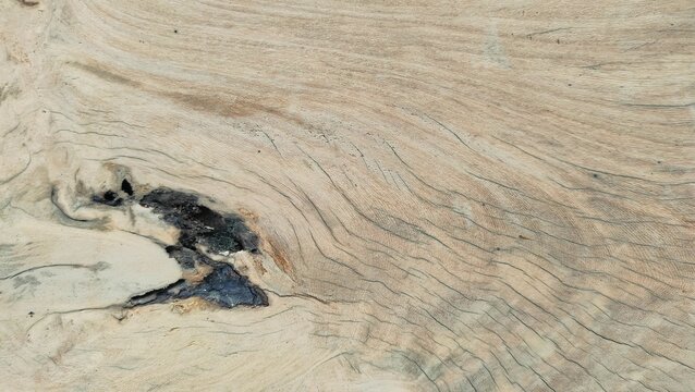 old wood texture with holes. Top view of wood grain cut. light brown white textured tree trunk with veined inner surface. Close up wood texture
