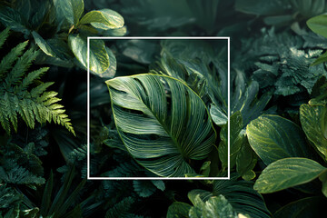 Tropical jungle leaves background with white square frame