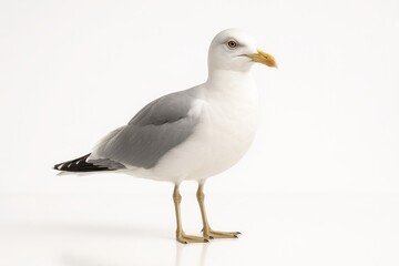 Obraz premium Seagull extreme close up head and beak portrait beak slightly open with fine feather barbs visible on white
