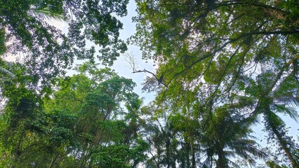 Lush green canopy with sunlight filtering through leaves. A serene view of nature's beauty from below.