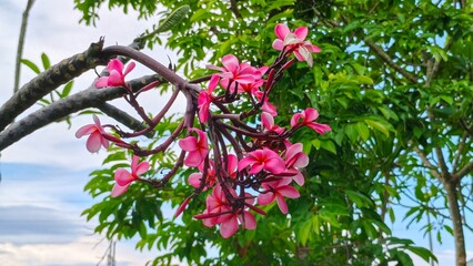 A close-up shows pink plumeria flowers on a branch against a backdrop of green leaves and a blue sky.