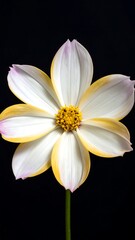 Obraz premium Close-up of a single flower with white petals edged in yellow and pink, centered on a dark black background