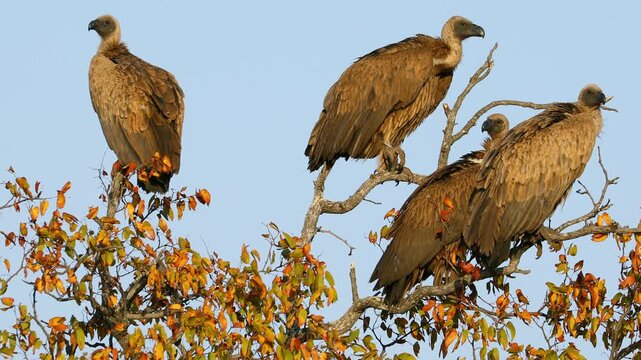 White-backed vultures (Gyps africanus) sitting in a tree, Kruger National Park, South Africa