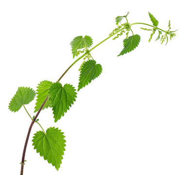 Nettle plant isolated on white background. Green common nettle, burn nettle, stinging nettle or Urtica dioica. Medicinal and culinary herb. Clipping path.