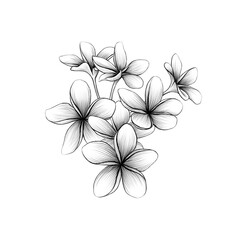 Mango flowers Graphic line art Graphite pencil sketch on white background Exotic blossom