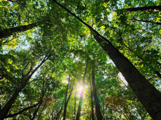 Low-angle view of sun filtering through dense green trees.