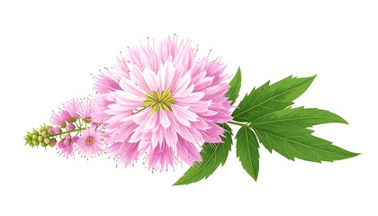 Delicate pink astilbe flower with green leaves on white background.